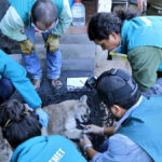 Capturan a puma salvaje deambulando por Santiago de Chile