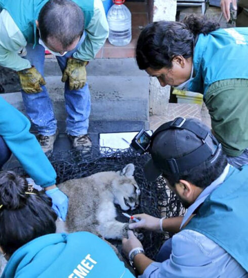 Capturan a puma salvaje deambulando por Santiago de Chile