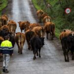 La España vacía que ahora sí quiere estar vacía: bandos anti turistas y picaresca en los caminos rurales