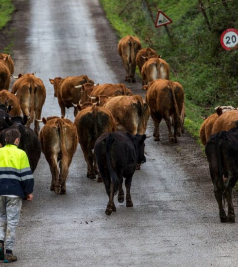 La España vacía que ahora sí quiere estar vacía: bandos anti turistas y picaresca en los caminos rurales