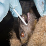 Los murciélagos no tienen la culpa del coronavirus, sino esta especie