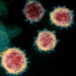 ¿Qué ocurre cuando un coronavirus muta? Lecciones aprendidas del SARS y otras epidemias