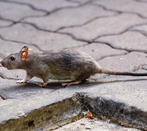 ¿Qué son los hantavirus?